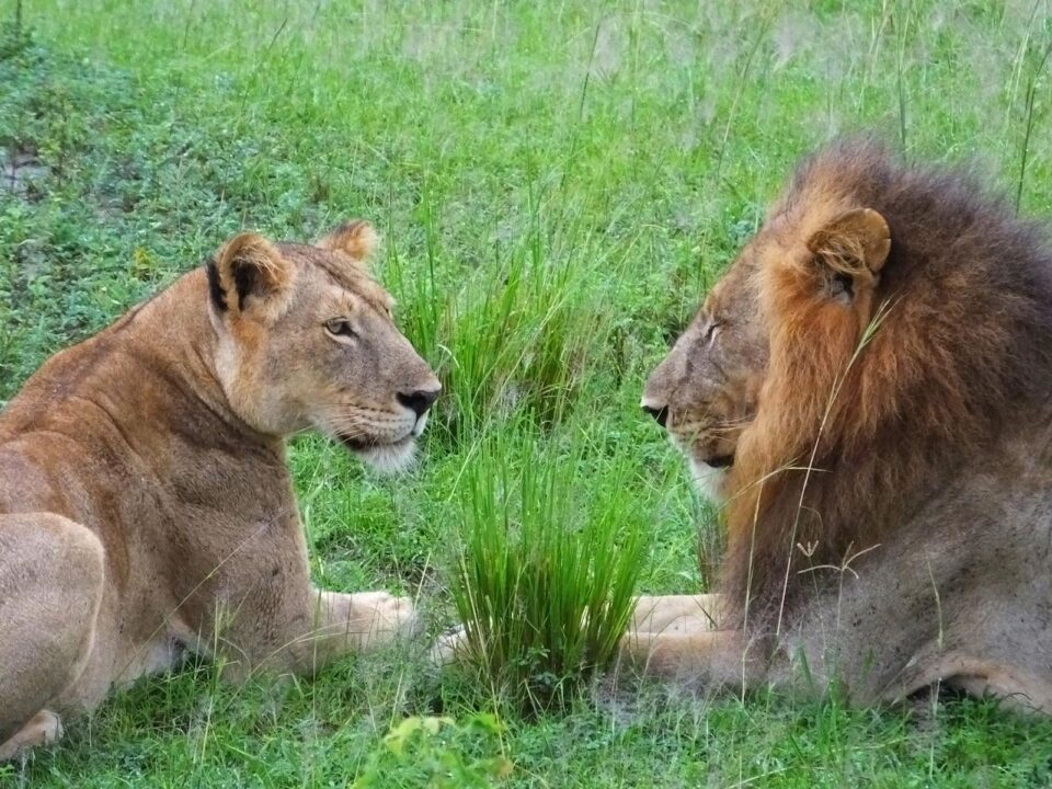 Lions in Murchison Falls National Park - Uganda Safari - Tour operators in Arua - Uganda Safari in October - Planning a Safari to Murchison falls - Optimal Locations for Lion Encounters in Uganda