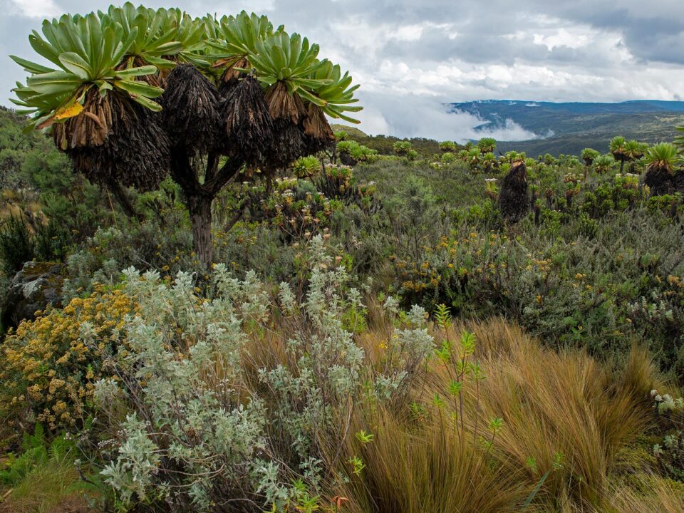 Mountain Elgon in Uganda - Climbing Mount Elgon