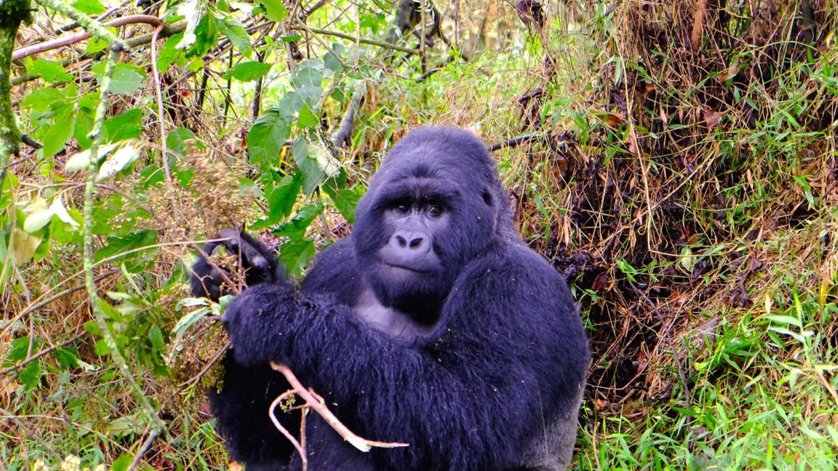 Gorilla Trekking in Uganda from Kigali