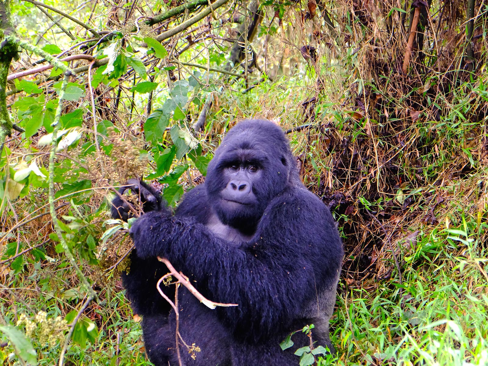 How to Spend 6 Days in Mgahinga National Park » Trek Africa Expeditions
