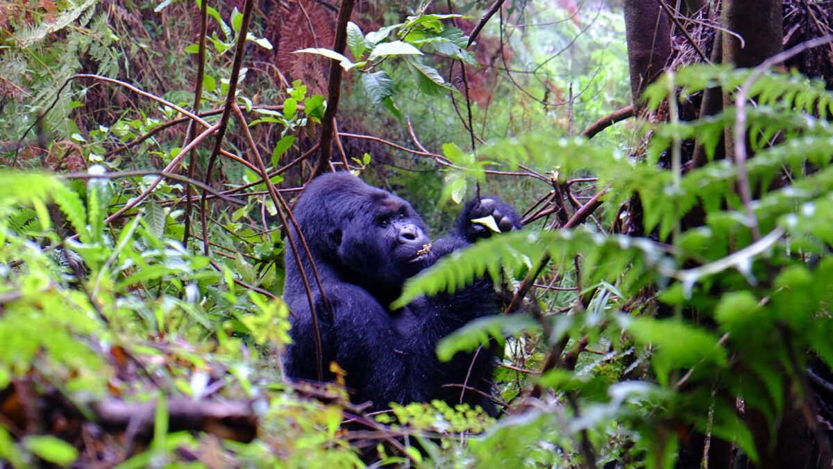 Gorilla Trekking in Mgahinga National Park - Gorilla Trekking in Mgahinga
