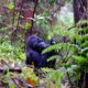 Gorilla Tracking in Mgahinga National Park