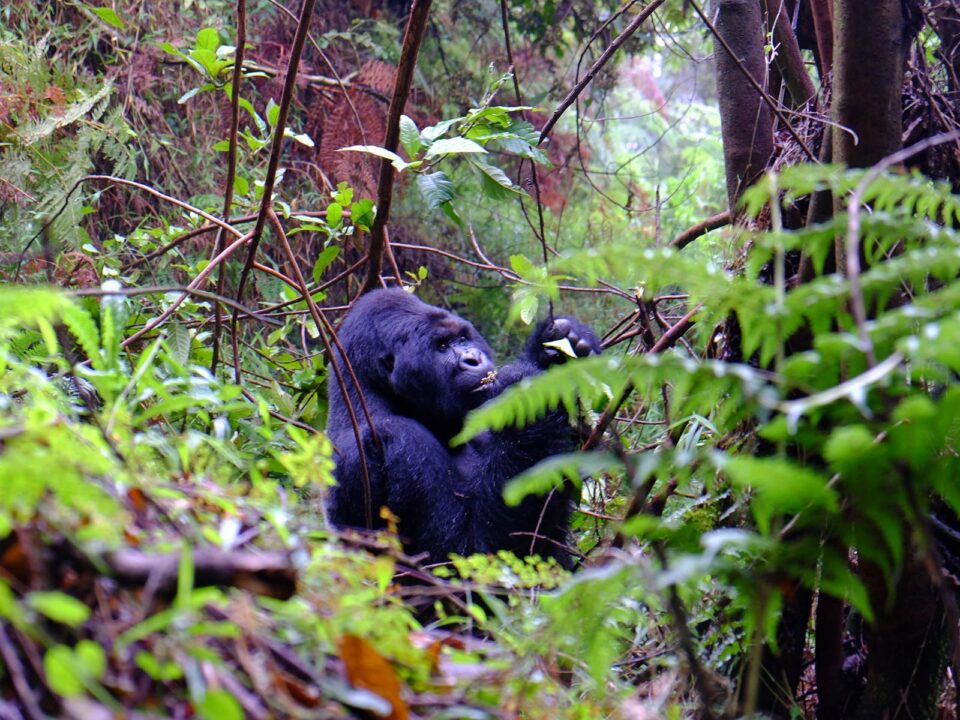 Gorilla Trekking in Mgahinga National Park - Gorilla Trekking in Mgahinga