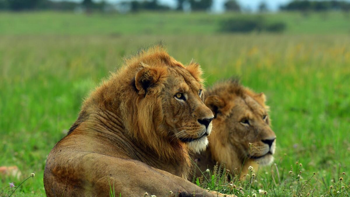 Lions in Murchison Falls National Park - How to Get to Murchison falls National park - Safari Holidays for Couples in Uganda - 4 Days Big five Safari in Murchison Falls National park - Wildlife in Murchison falls National park