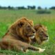 Lions in Murchison Falls National Park - How to Get to Murchison falls National park