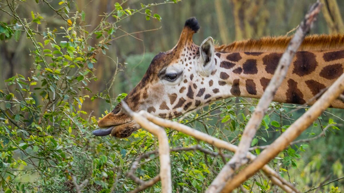 Murchison Falls Safari - Giraffe - Karuma Wildlife Reserve - Uganda Luxury Fly-in Safari - Game Drives in Murchison Falls National Park