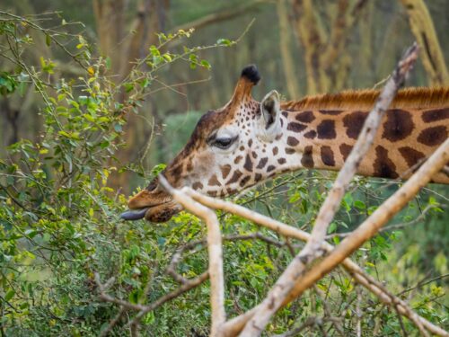 Murchison Falls Safari - Giraffe