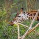 Murchison Falls Safari - Giraffe - Karuma Wildlife Reserve - Uganda Luxury Fly-in Safari - Game Drives in Murchison Falls National Park