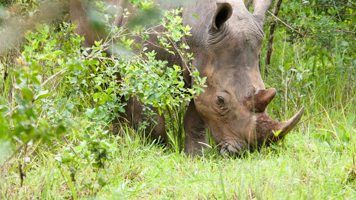 Rhinos at Ziwa Rhino Sanctuary