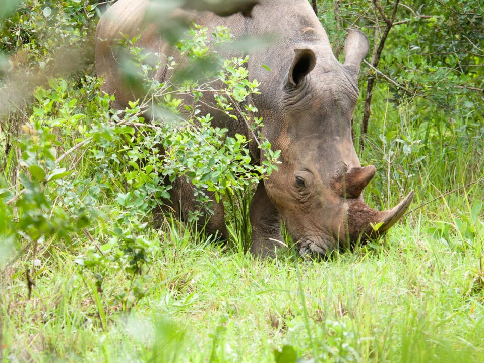 Rhinos at Ziwa Rhino Sanctuary - African Rhino Tracking