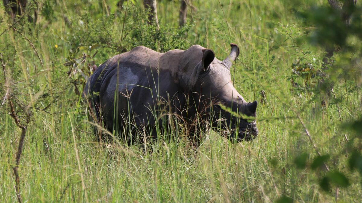 Big Five Safaris in Uganda