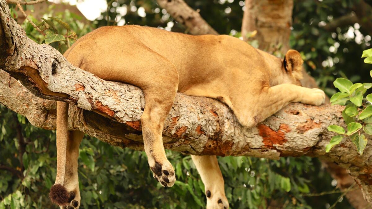 tree climbing lions in Queen Elizabeth National Park - Uganda Wildlife and Boat safaris from Kigali Rwanda