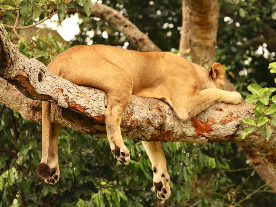 tree climbing lions in Queen Elizabeth National Park