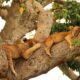 Queen Elizabeth National Park - Tree Climbing Lions