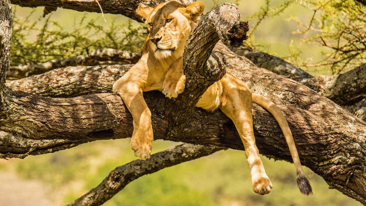 tree climbing lions in Queen ELizabeth National Park - Filming the Tree Climbing Lions in Uganda - Where to see Tree Climbing Lions in East Africa?