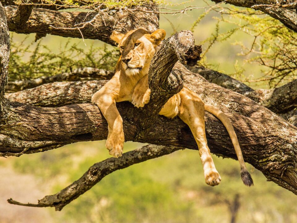 tree climbing lions in Queen ELizabeth National Park - Filming the Tree Climbing Lions in Uganda - Where to see Tree Climbing Lions in East Africa?