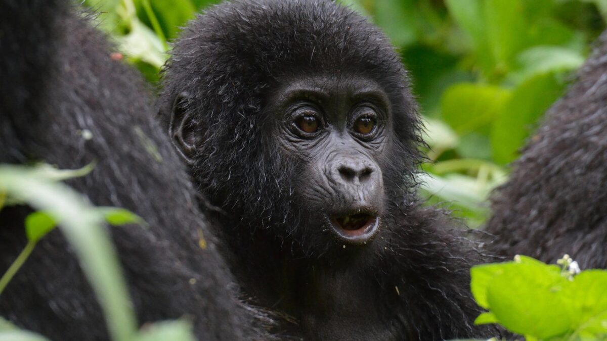 Gorilla Trekking - Booking Safaris in Uganda