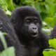Gorilla Trekking - Booking Safaris in Uganda