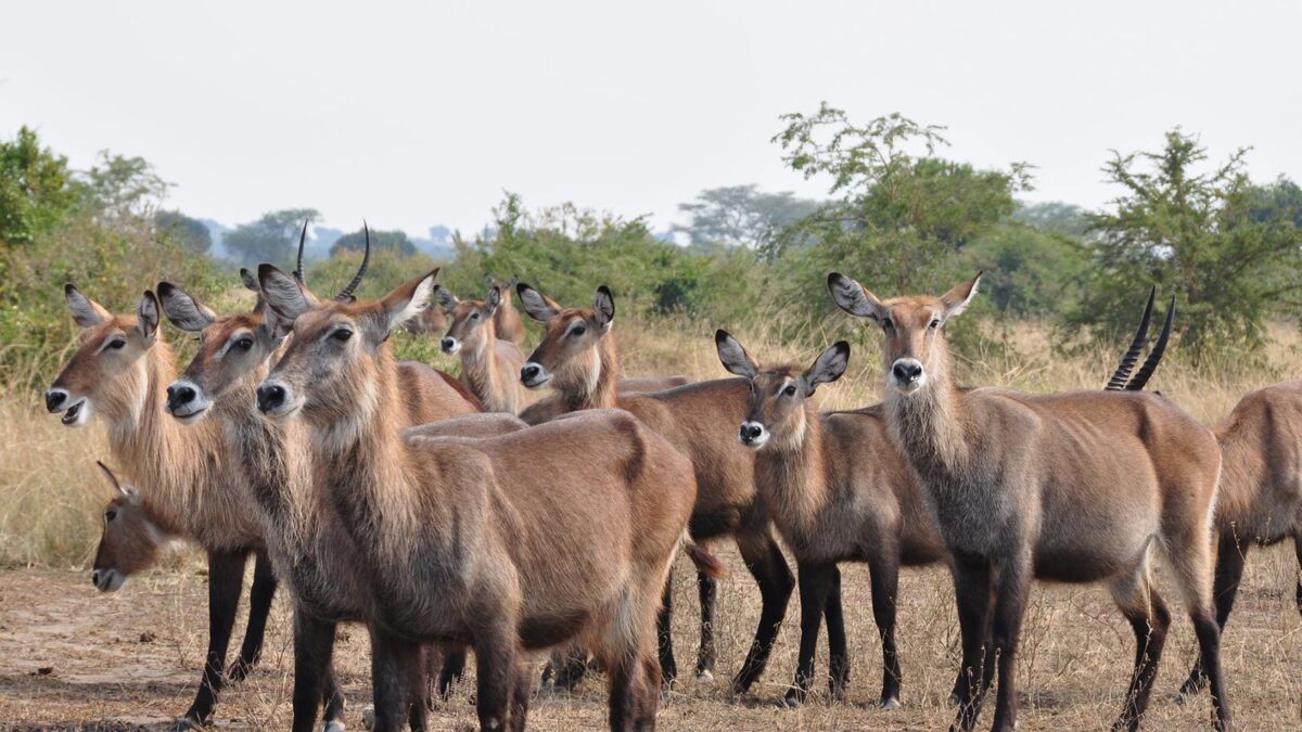 wildlife in Queen Elizabeth National Park - Uganda Safaris and Tours - Short Uganda Safaris