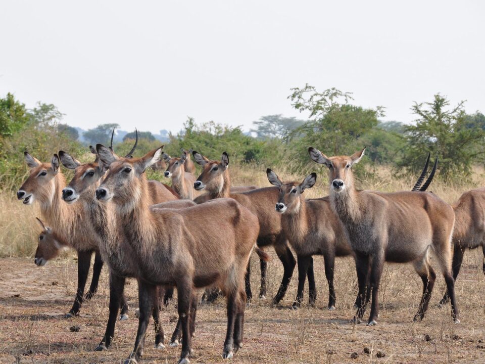wildlife in Queen Elizabeth National Park - Uganda Safaris and Tours - Short Uganda Safaris