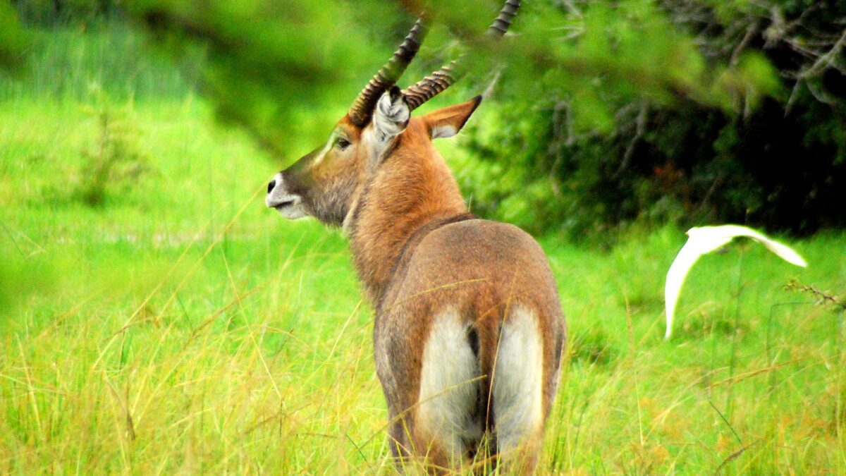 wildlife in Lake Mburo National Park - Uganda Safari Activities