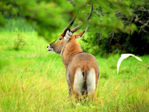 wildlife in Lake Mburo National Park
