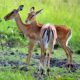 Wildlife in Lake Mburo National Park - Luxury Safaris to Lake Mburo National Park