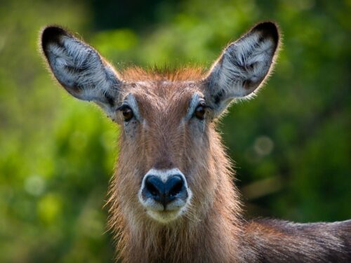willdlife in Queen Elizabeth National Park - Toro-semliki wildlife reserve