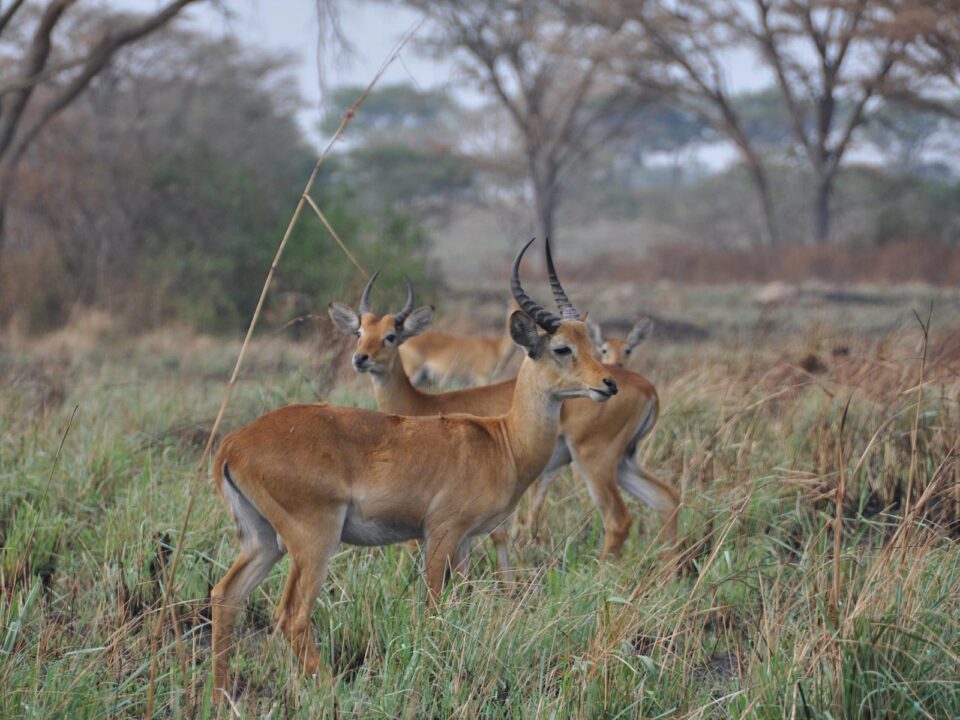 Uganda Safari in July - 9-Day Uganda Safari starting from Malaba Border - Uganda Adventure Safari Safety