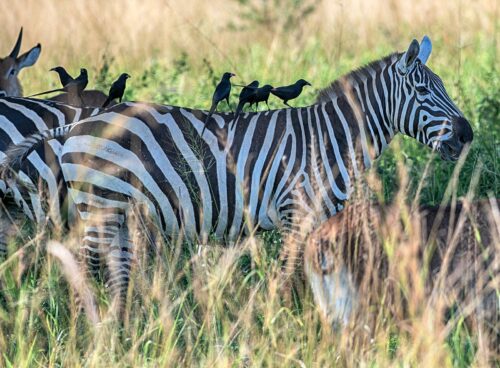 zebras in kidepo valley national park