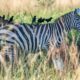 zebras in kidepo valley national park - Uganda Safaris