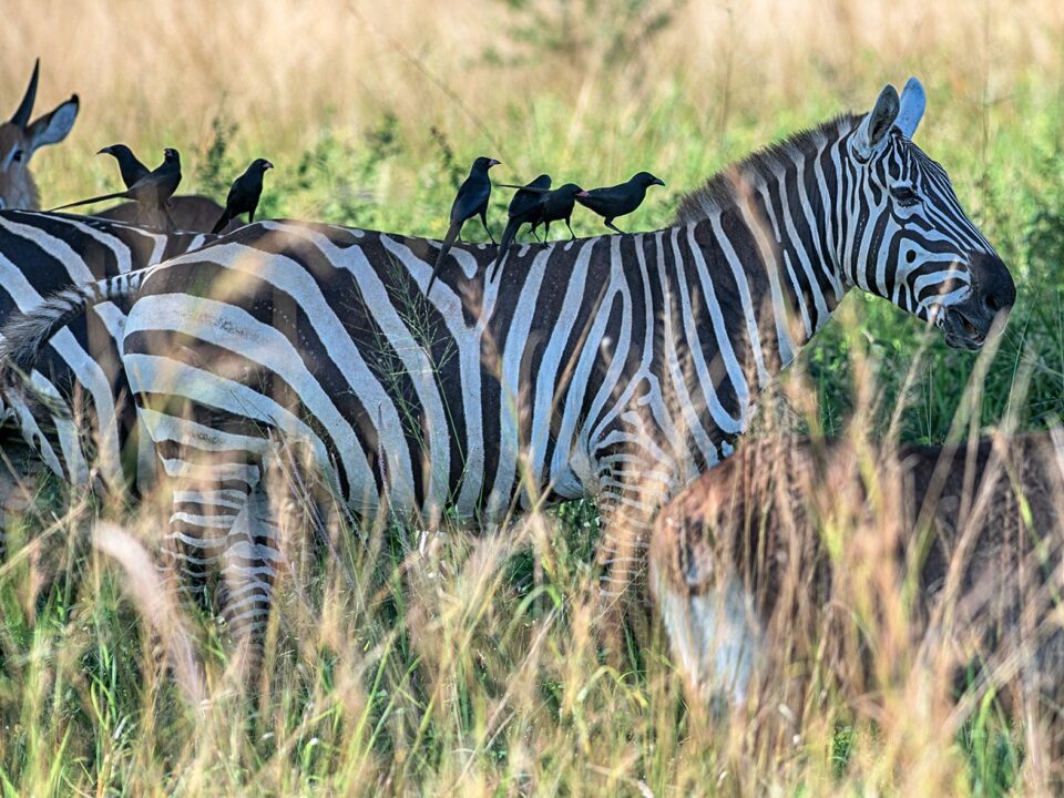 zebras in kidepo valley national park - Uganda Safaris