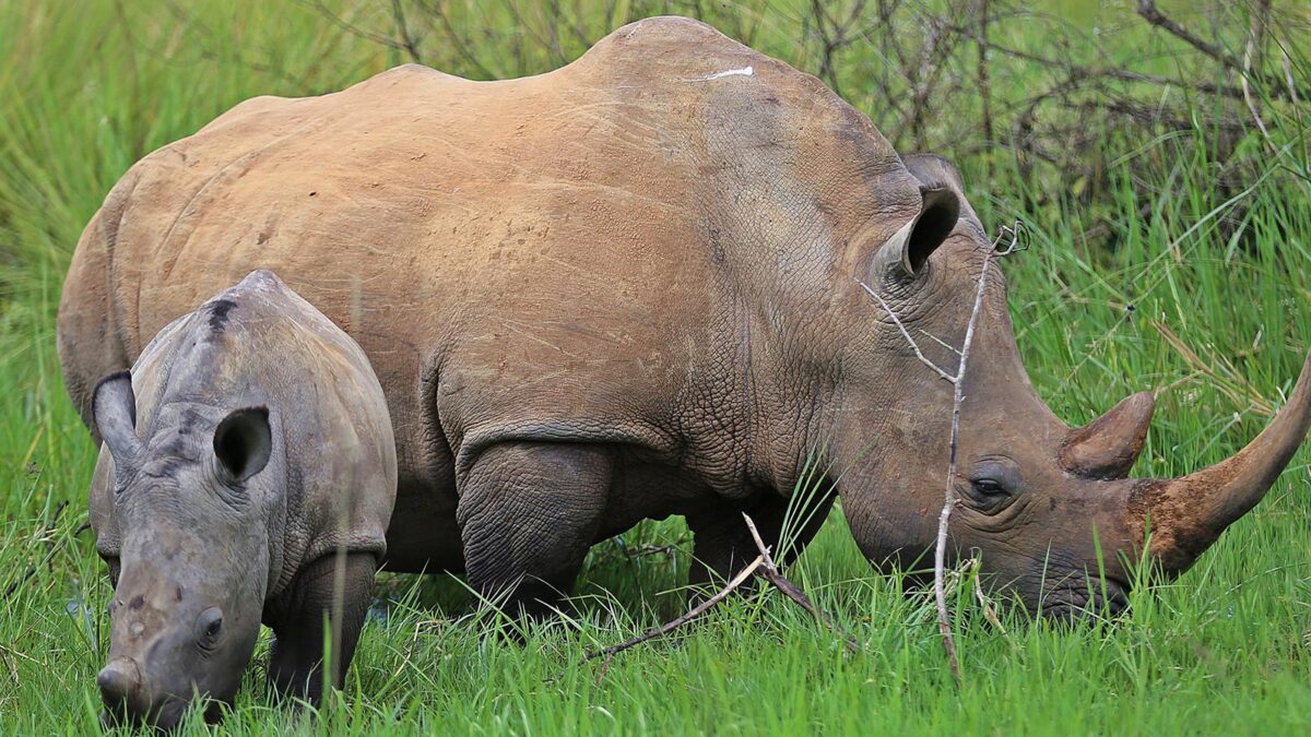 Top Rhino Tracking Safari in Uganda
