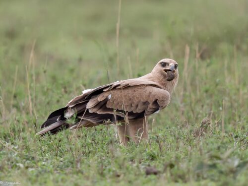 Birding in Serengeti National Park