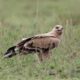 Birding in Serengeti National Park - Birds of Serengeti National Park Tanzania