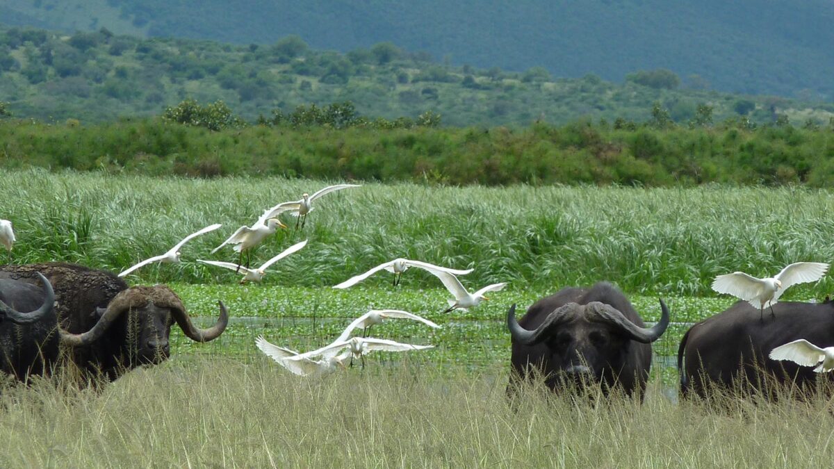 Akagera National Park - Rwanda Safaris