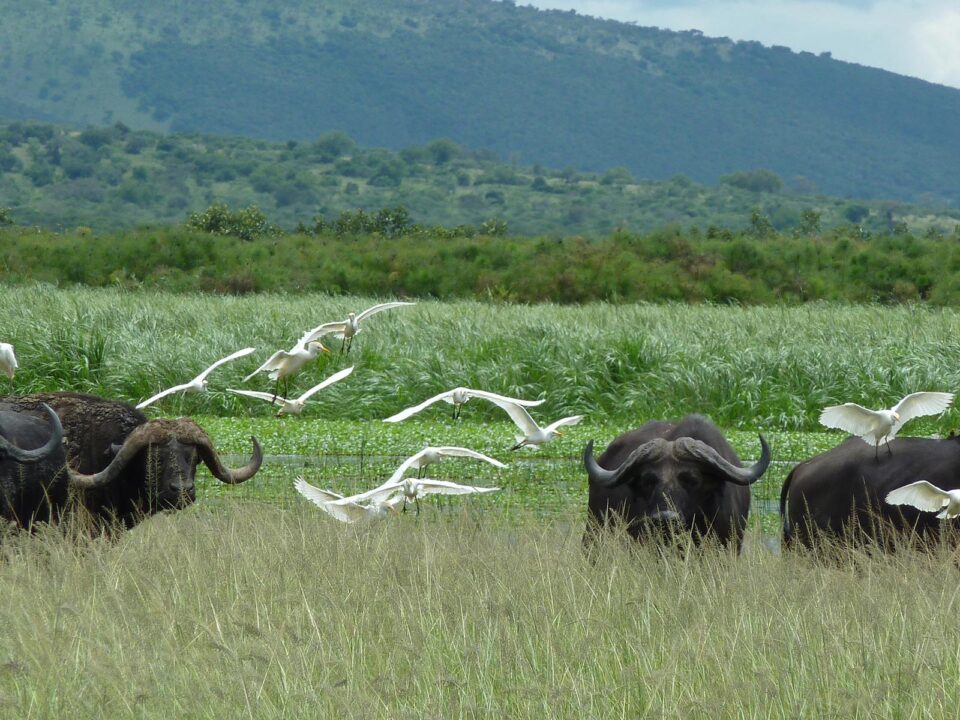 Akagera National Park - Rwanda Safaris - Rwanda Safari Terms and Conditions