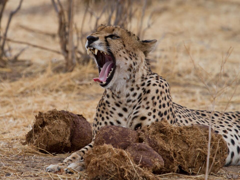 Ruaha National Park - Tanzania Safari Experiences