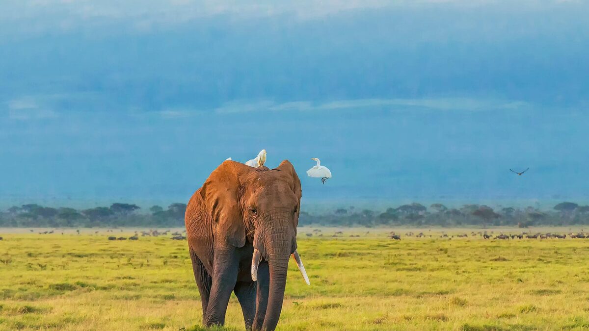 Top Safari Destinations in East Africa - Best Time to visit Amboseli National Park - African Safari in September