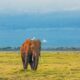 Top Safari Destinations in East Africa - Best Time to visit Amboseli National Park - African Safari in September