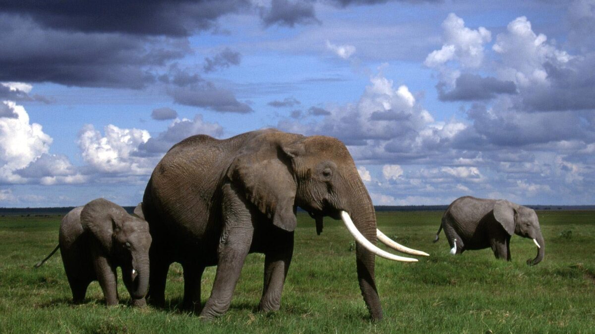 Amboseli National Park - African Safari Travel Insurancev