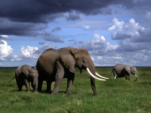 Amboseli National Park -