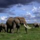 Amboseli National Park - African Safari Travel Insurance - Guide to Visiting Amboseli National Park