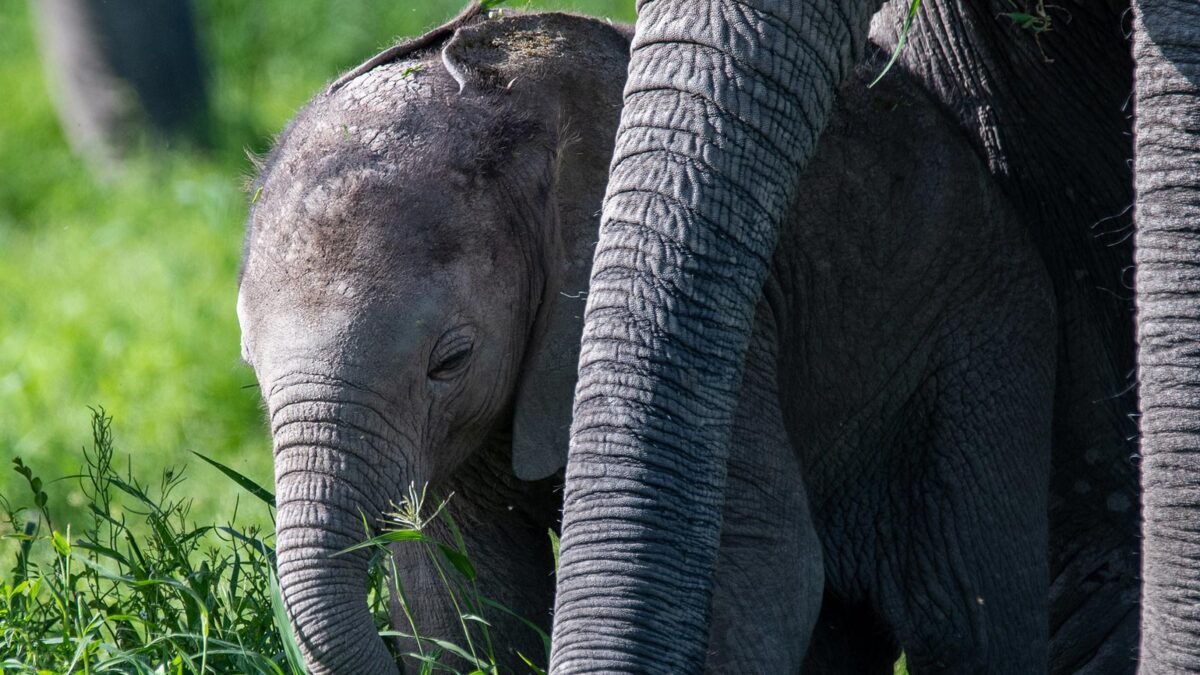 Elephants in Amboseli National Park - Wildlife Game Drives - Amboseli National Park Kenya - Is it Safe for a Safari in Kenya?
