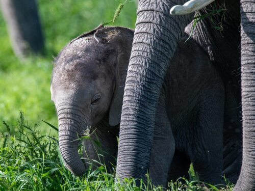 Elephants in Amboseli National Park - Wildlife Game Drives