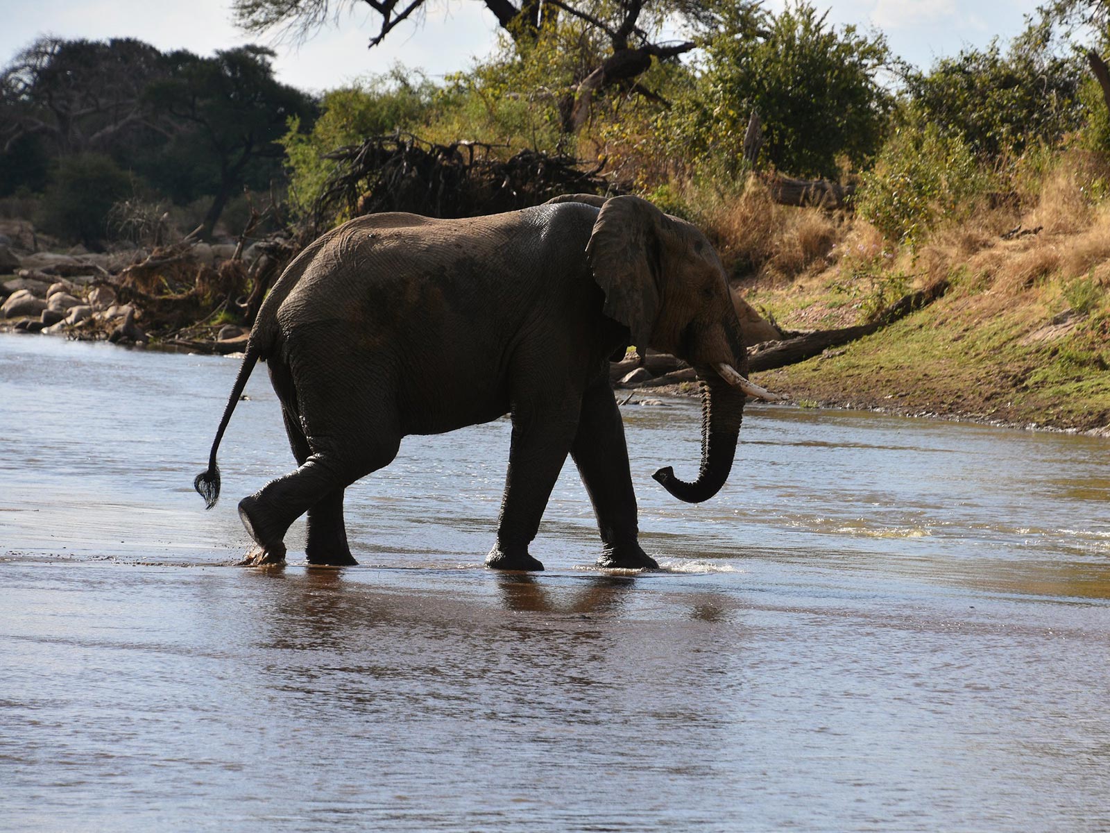 Ruaha National Park in Tanzania » Trek Africa Expeditions