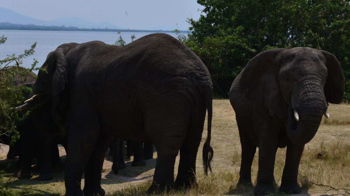 Elephants in Akagera National Park - Rwanda Gorilla Tracking & Wildlife Safaris - Big five Safaris in Akagera National Park