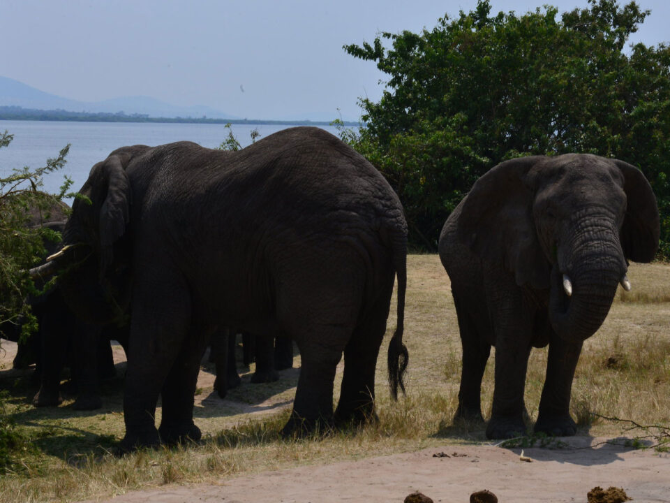 Elephants in Akagera National Park - Rwanda Gorilla Tracking & Wildlife Safaris