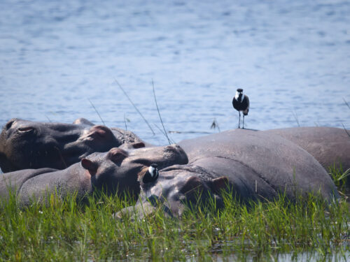 hippos in Akagera National Park - African Safaris