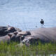 hippos in Akagera National Park - African Safaris - Luxury Wildlife Safaris In Rwanda - Rwanda Safari Tours